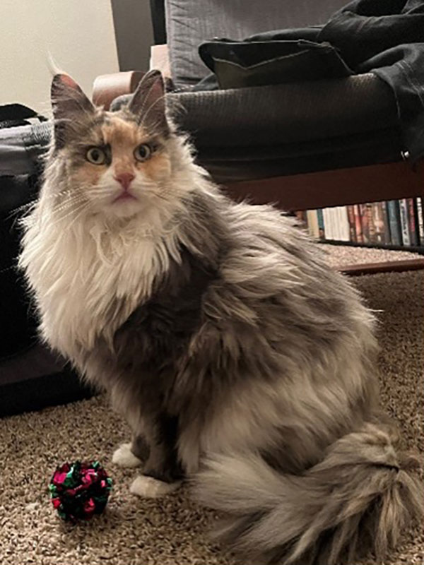 A photo of a fluffy, gray-and-white Maine Coon cat.