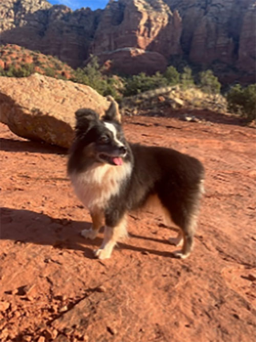 A dog pictured in a red-rock canyon.